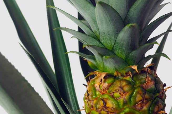 Close-up detail of a fruiting pineapple houseplant on a white studio background