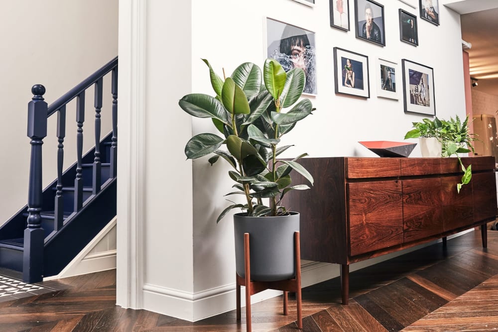A large rubber plant in a plastic pot, in a wooden plant stand, in the lounge