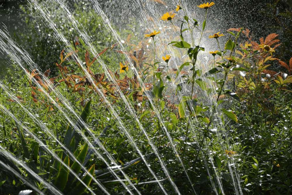 Large sprinkler water bursts going through some tall flowers in a garden.